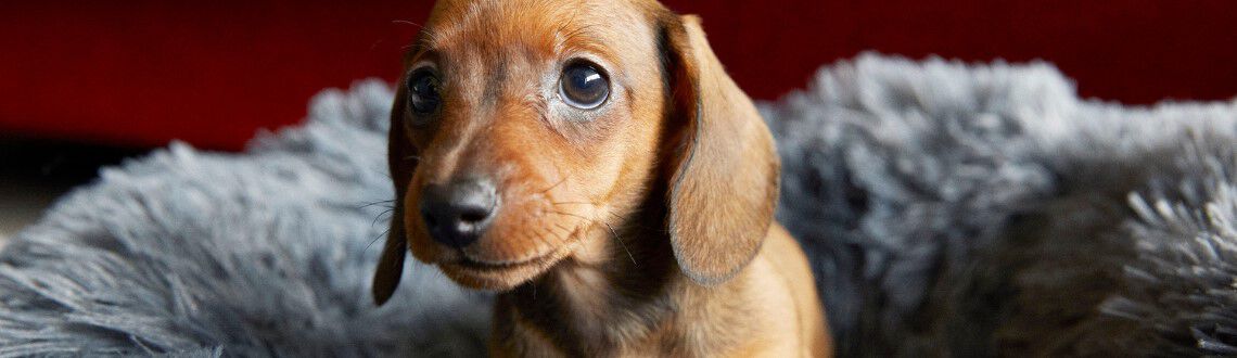 Hoe lang kan een pup alleen zijn? Hoe lang kan een pup alleen zijn?